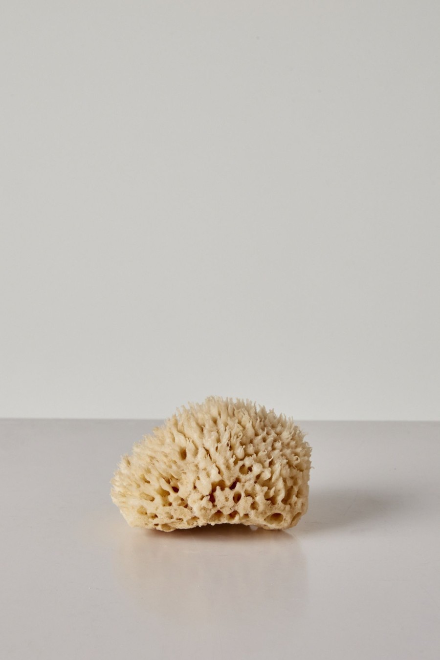 Home + Lifestyle WELL KEPT | Well Kept Sea Sponge