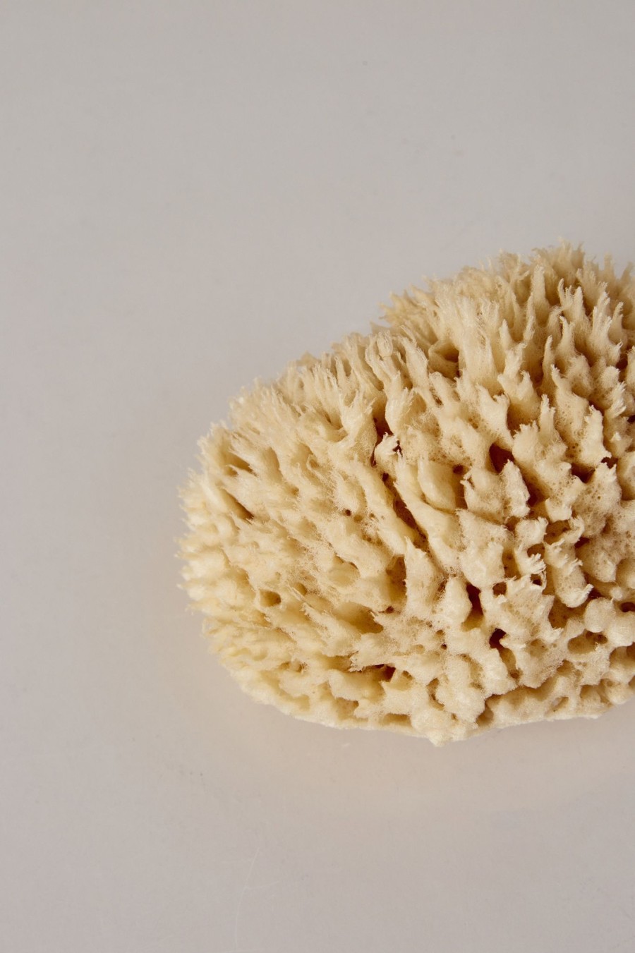 Home + Lifestyle WELL KEPT | Well Kept Sea Sponge